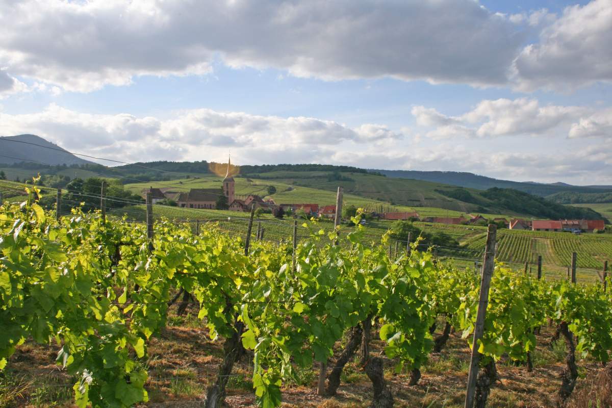 Elsässische Weinberge, Molsheim, an der elsässischen Weinstraße